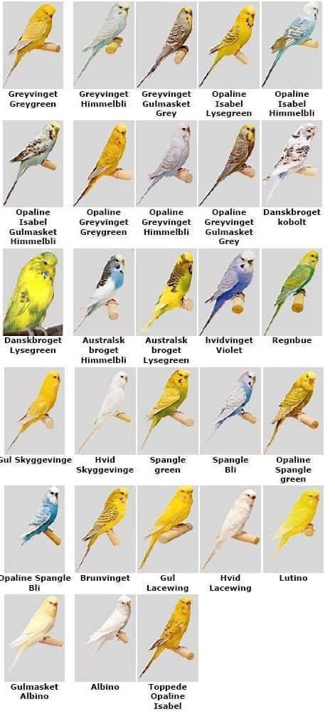 Как правильно выбрать волнистого попугайчика