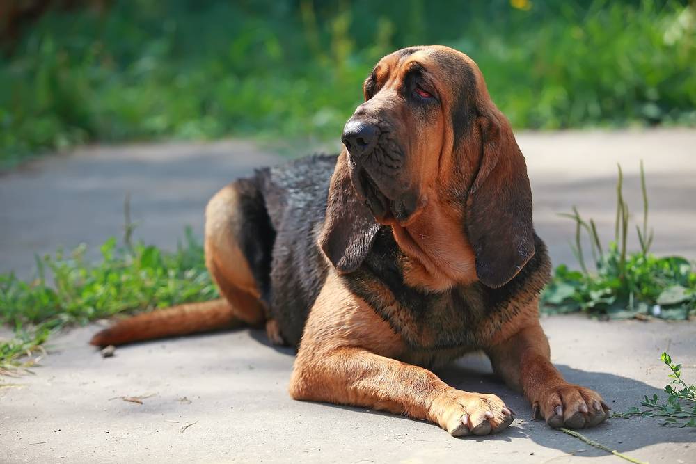 Порода собаки бладхаунд: характеристики, фото, характер, правила ухода и содержания - petstory