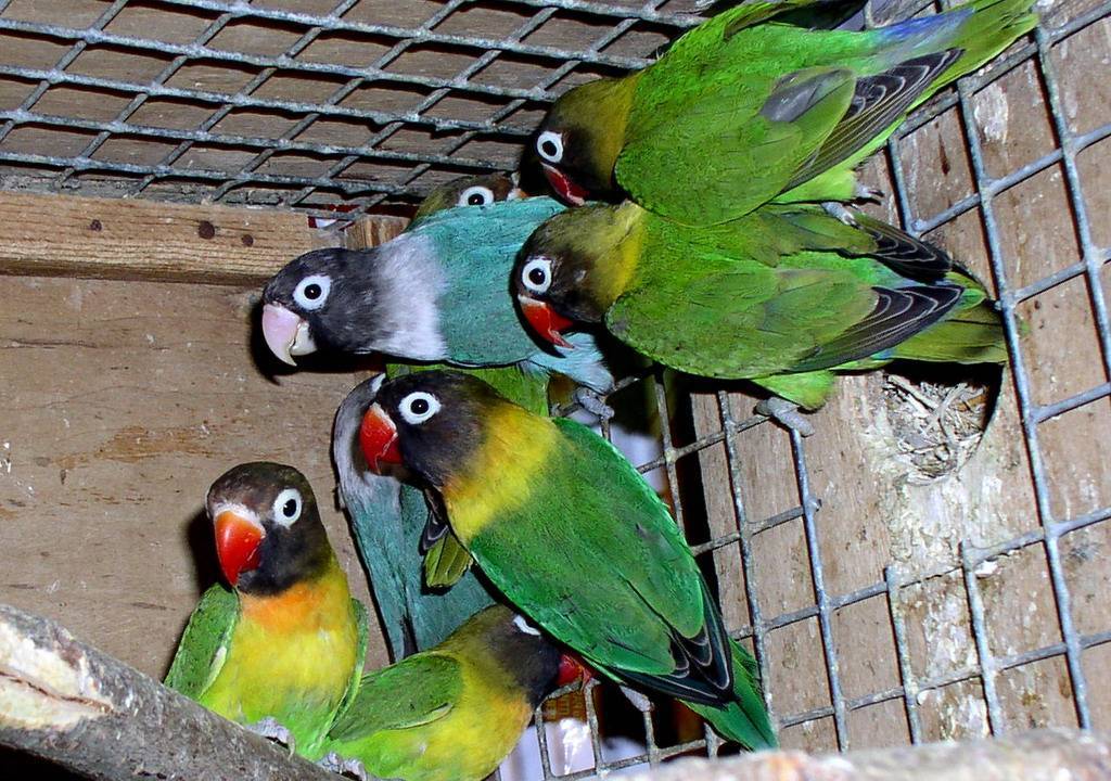 Неразлучники попугаи: основные виды, ареал обитания, повадки