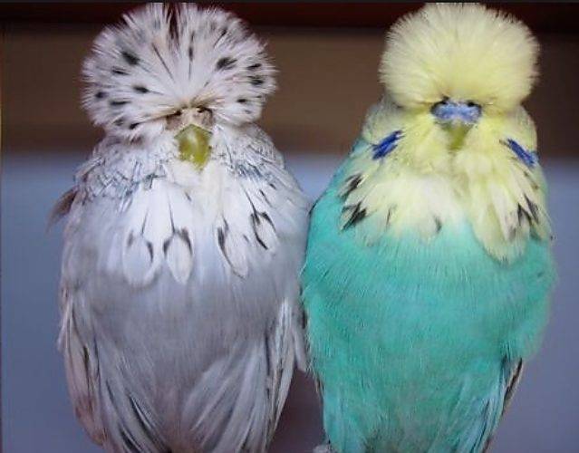 Волнистые попугаи чехи и другие виды