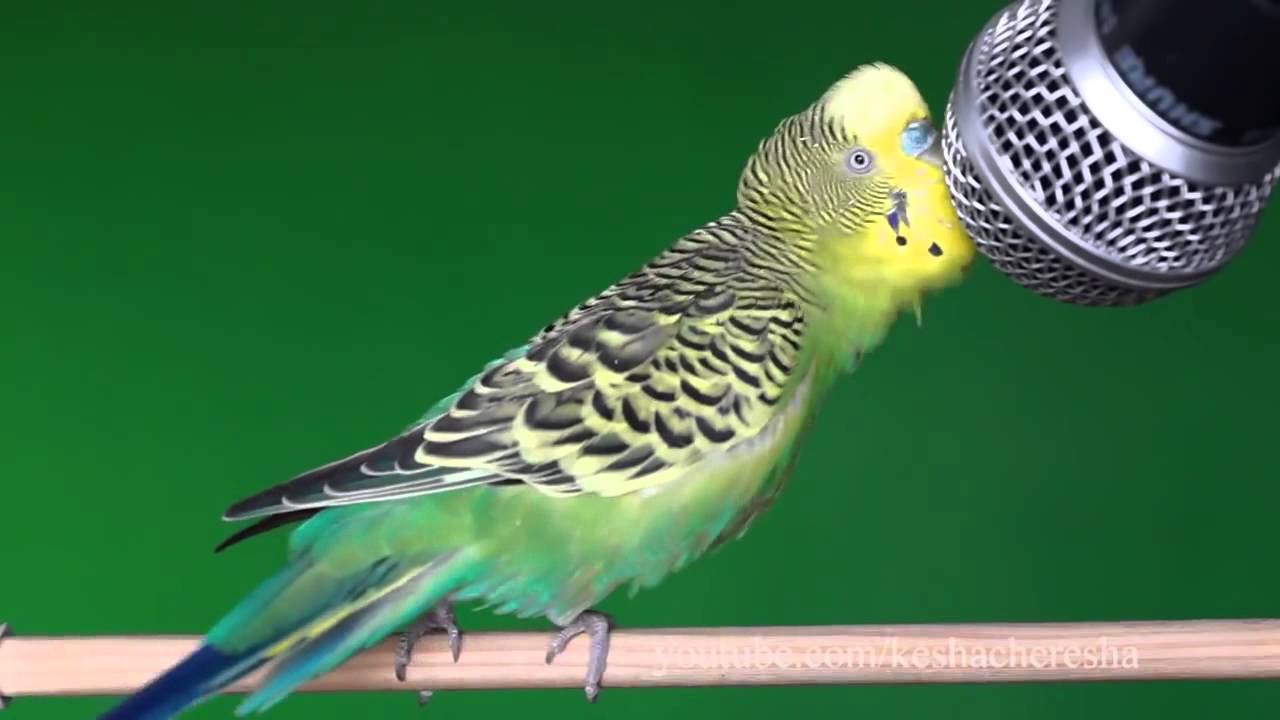 Музыка и песни для попугаев