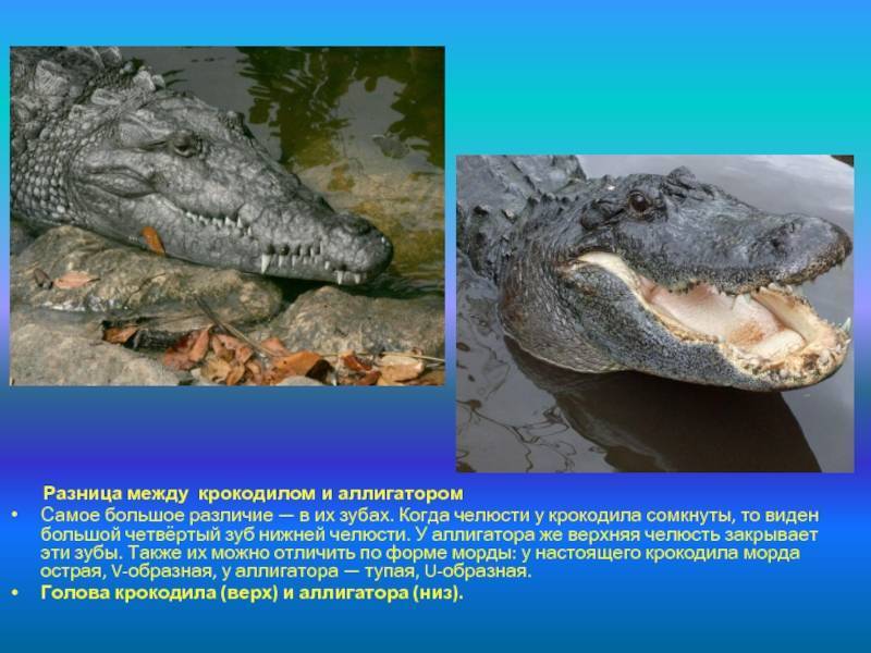 Крокодилы – виды и названия