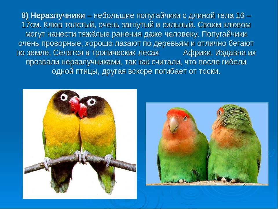 Попугаи неразлучники: виды, описание, содержание и уход