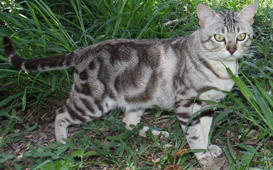 Австралийская дымчатая кошка: история породы, содержание