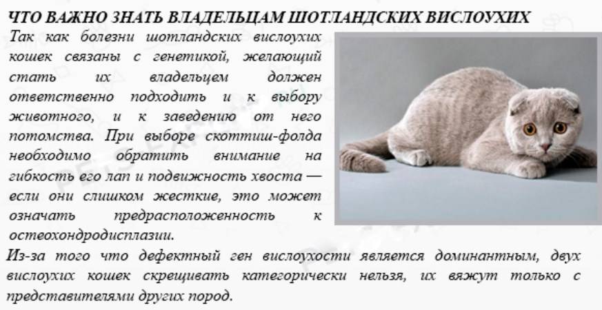 ᐉ скокум - описание пород котов - ➡ motildazoo.ru
