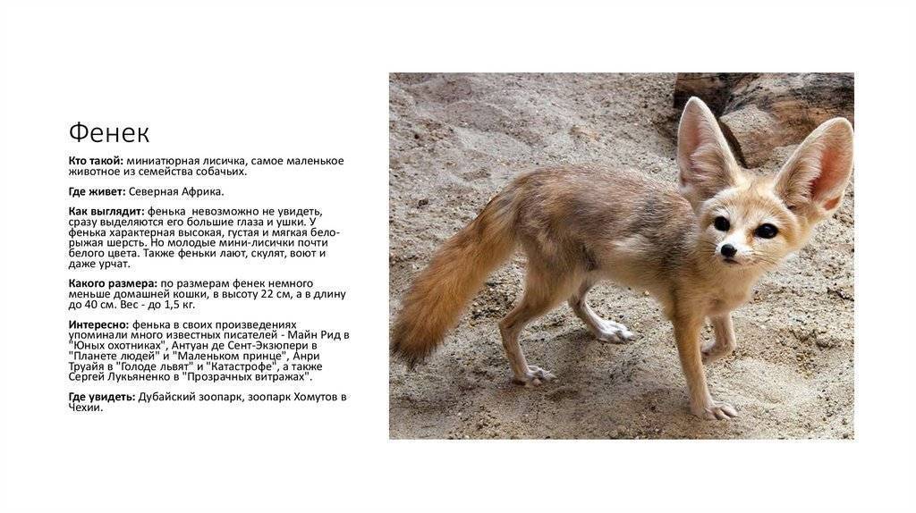 Домашние лисы фенек особенности содержания - oozoo.ru
