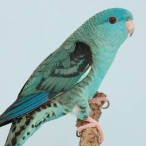 Бурошапочный толстоклювый попугай - все о виде на wikipet