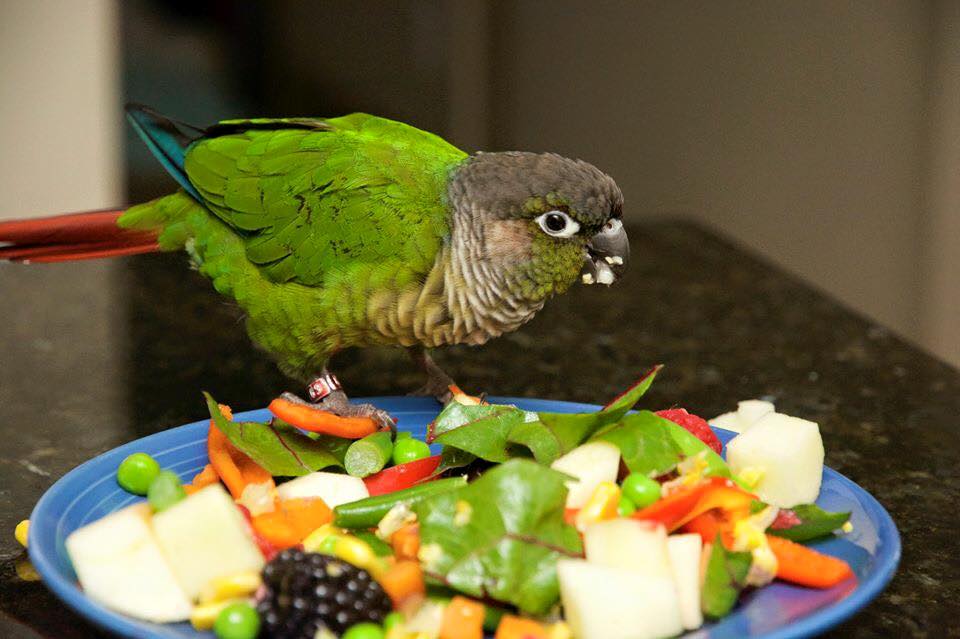 Какие фрукты, ягоды и овощи можно волнистым попугаям: список и советы по кормлению птиц