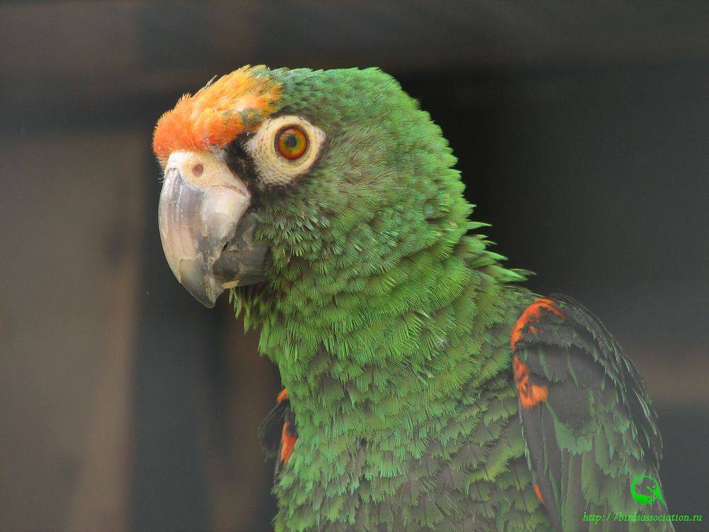 Конголезский попугай: описание вида, содержание дома
