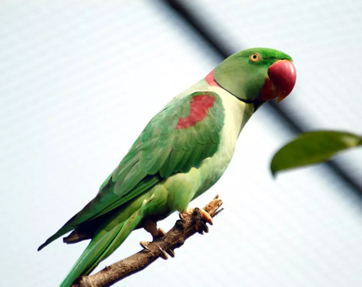 Александров кольчатый попугай : фото, видео, содержание и размножение