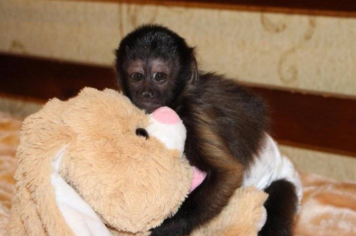 Домашняя обезьяна - pet monkey - abcdef.wiki