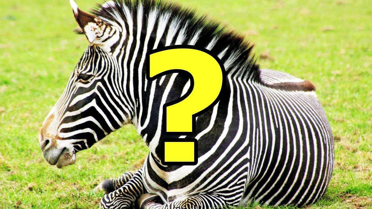 Почему зебра полосатая?