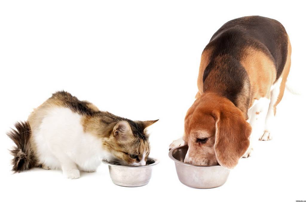 Щенок ест кошачий корм: можно или нельзя, как отучить, к чему может привести
