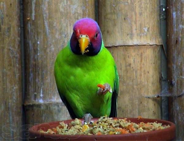 Ожереловый попугай крамера: фото, описание вида, цена, уход, содержание и отзывы об индийском кольчатом попугае