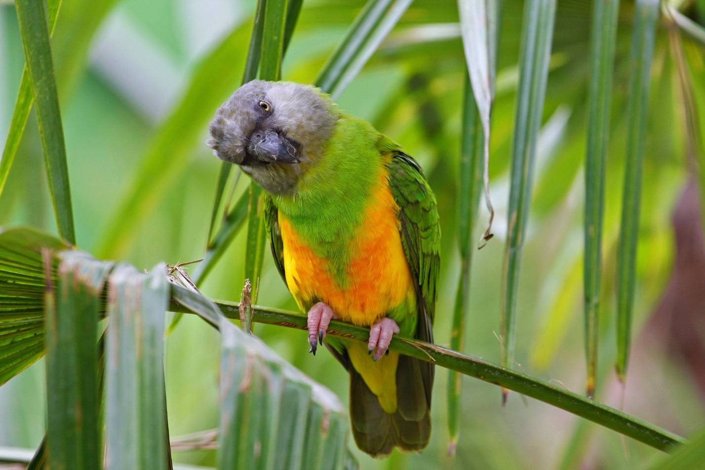 Сенегальский длиннокрылый попугай — очаровательный питомец! — зверушки