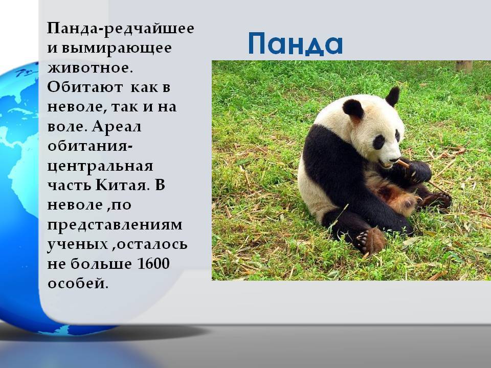 Красная панда животное. описание, особенности, виды, образ жизни и среда обитания панды