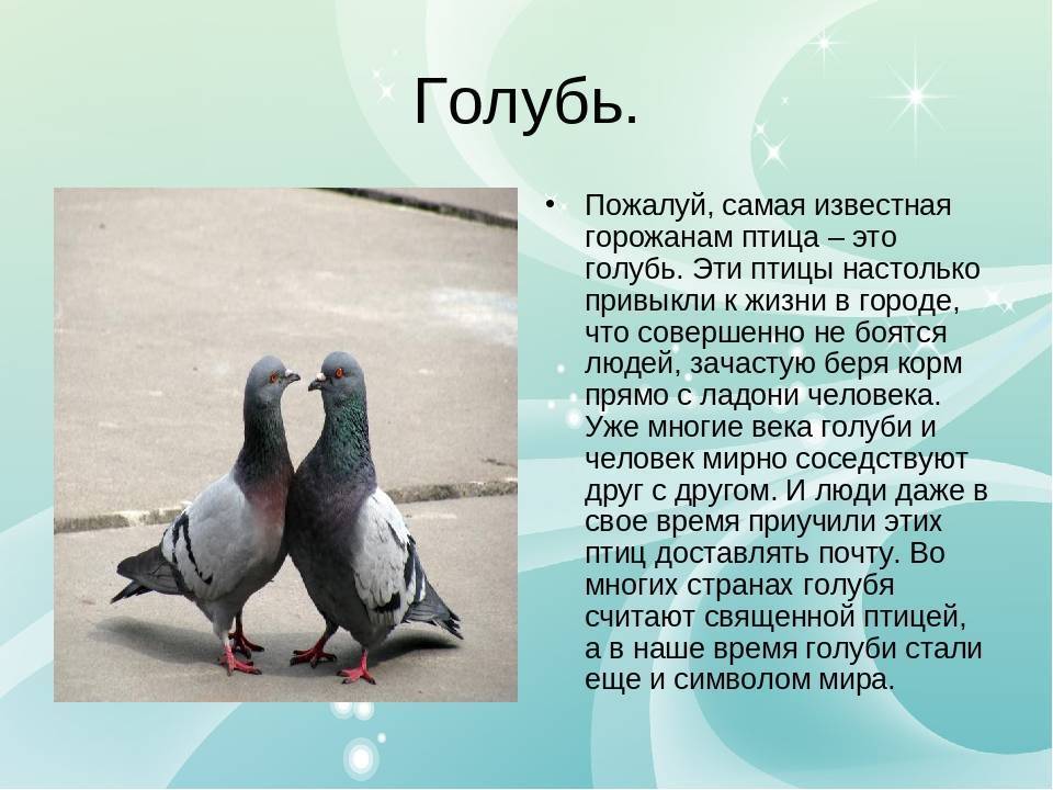 Виды голубей. описание, особенности, названия и фото видов голубей | живность.ру