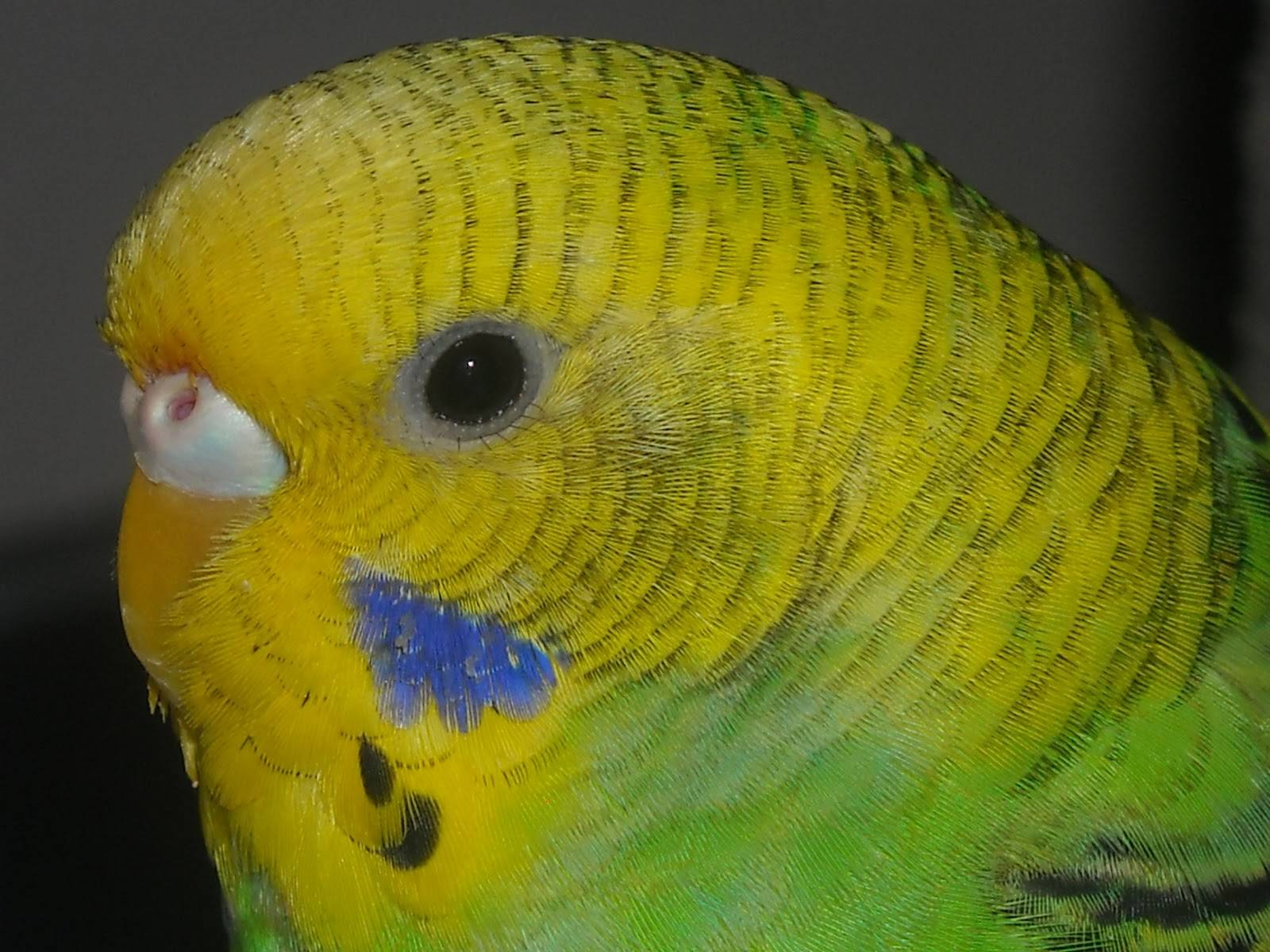 Волнистый попугай: описание, информация, всё о виде