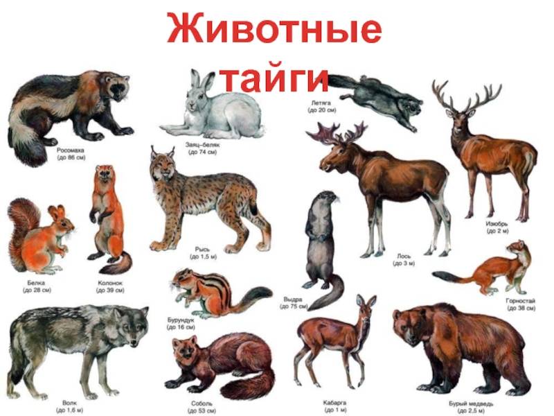 Красная книга московской области – животные, растения, птицы, грибы | фото и описание