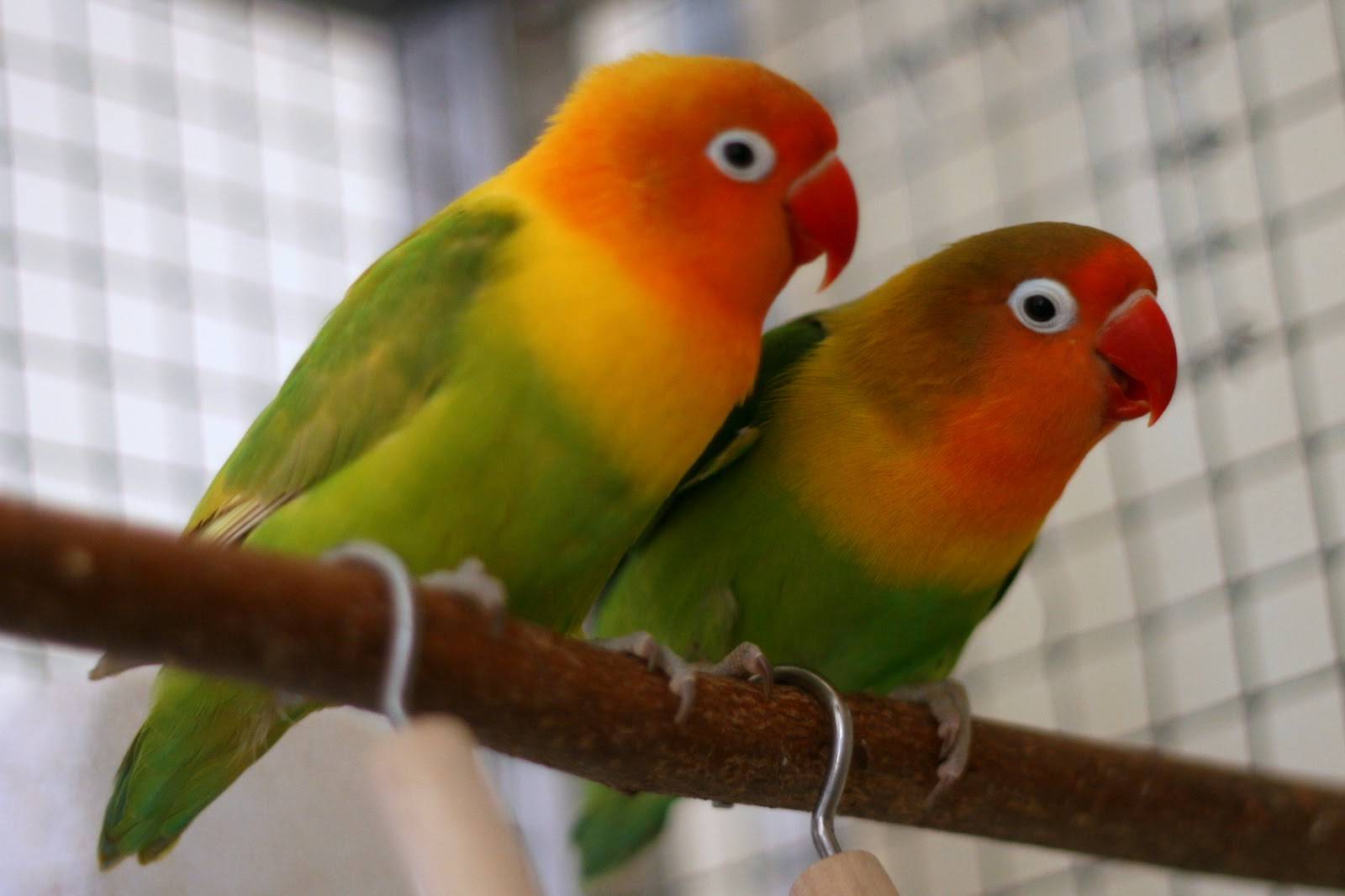 Попугаи неразлучники: виды, особенности содержания и ухода в домашних условиях
