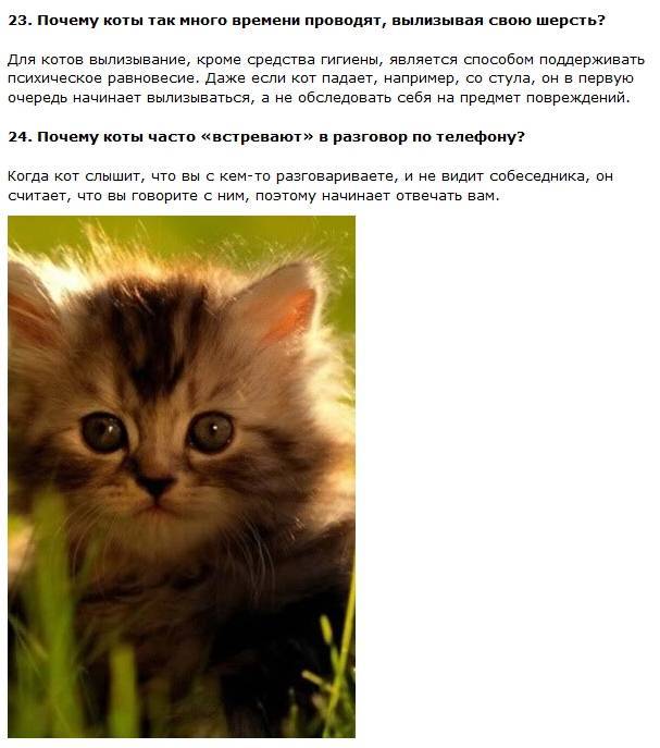 20 любопытных фактов о кошках :: инфониак