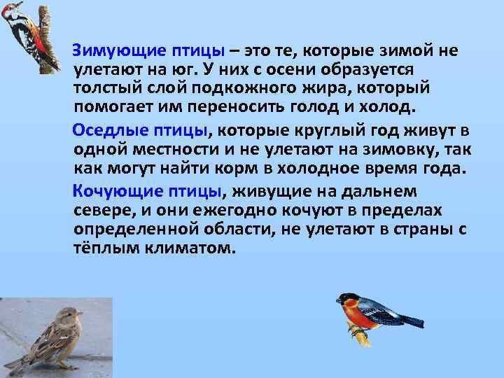 Щегол птица. описание, особенности, образ жизни и среда обитания щегла | живность.ру
