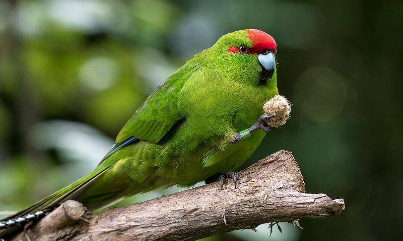 Особенности, среда обитания, характер и фото попугая какарика