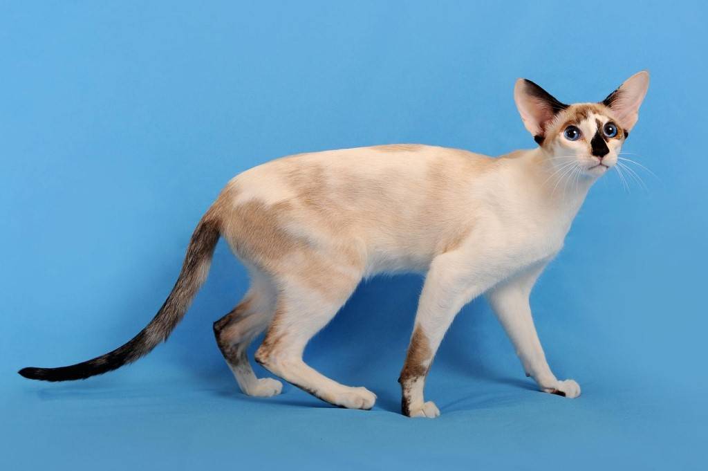 Сейшельская длинношерстная: порода красивых кошек со своенравным характером