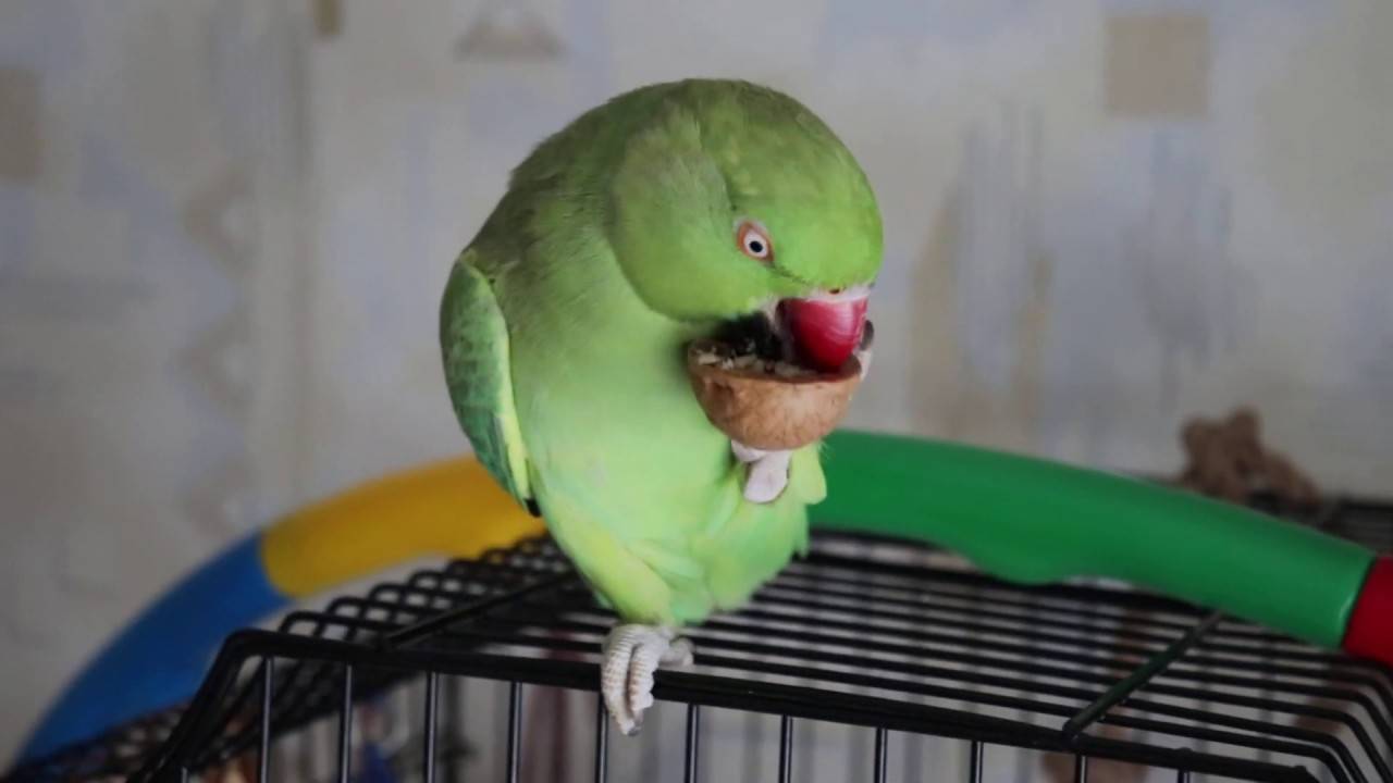 Правильное кормление волнистого попугая
