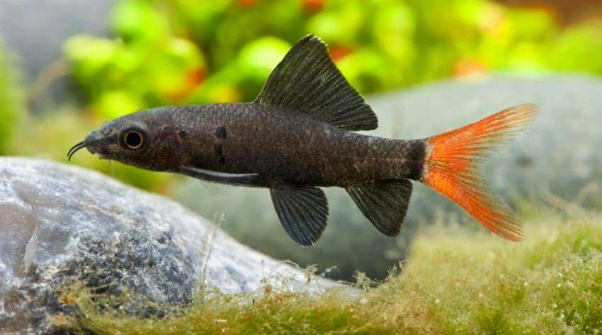 Лабео аквариумная рыбка: виды, уход, содержание, размножение