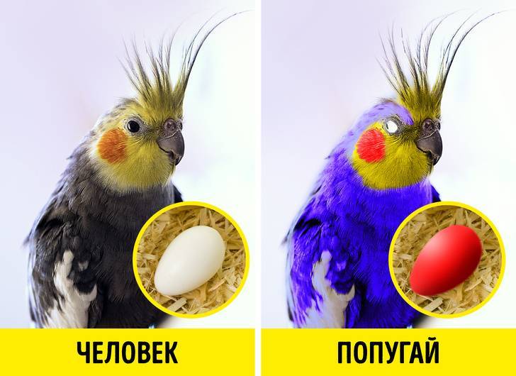 Особенности зрения попугаев или как они видят мир