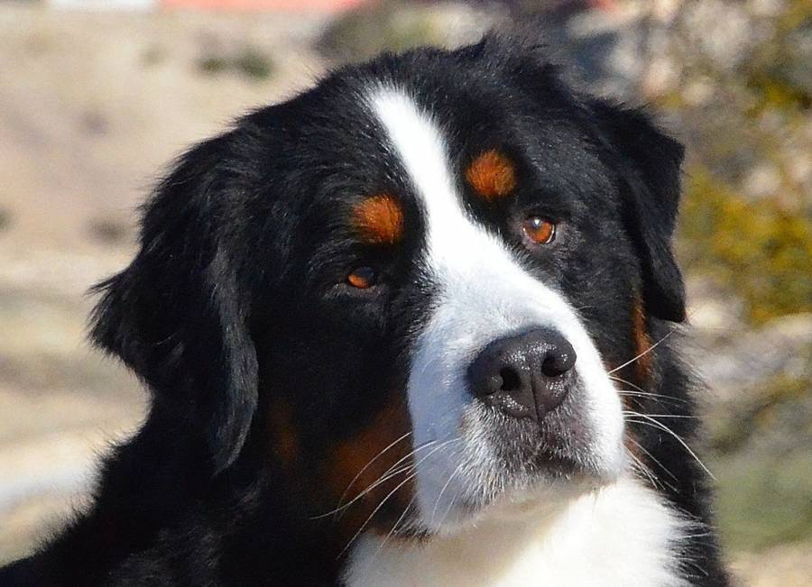 Энтлебухер зенненхунд собака: описание породы, фото, характер, цены
