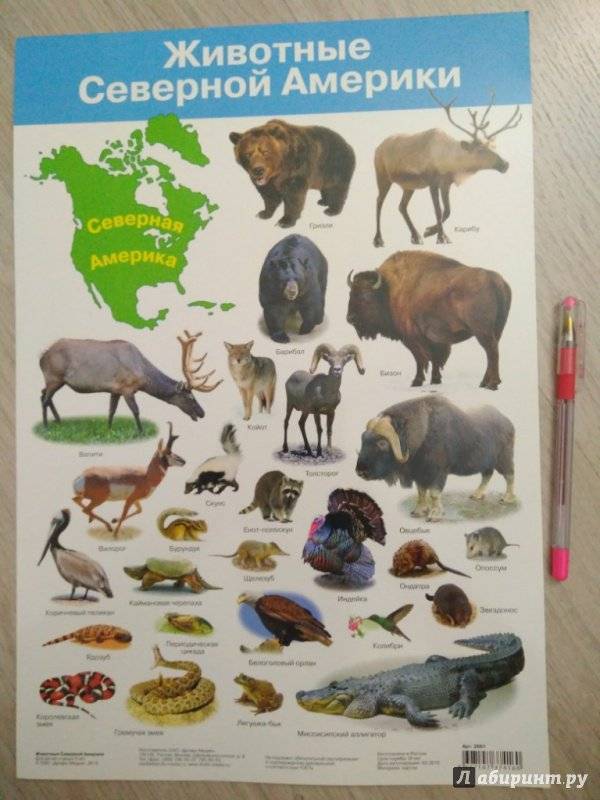 Животные северной америки. названия, описания и фото животных северной америки | животный мир