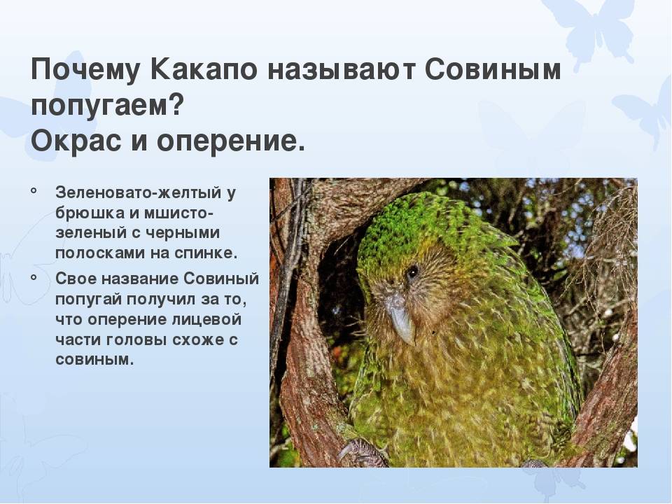 Какапо, или совиный попугай: описание, внешний вид, образ жизни, среда обитания, размножение, фото