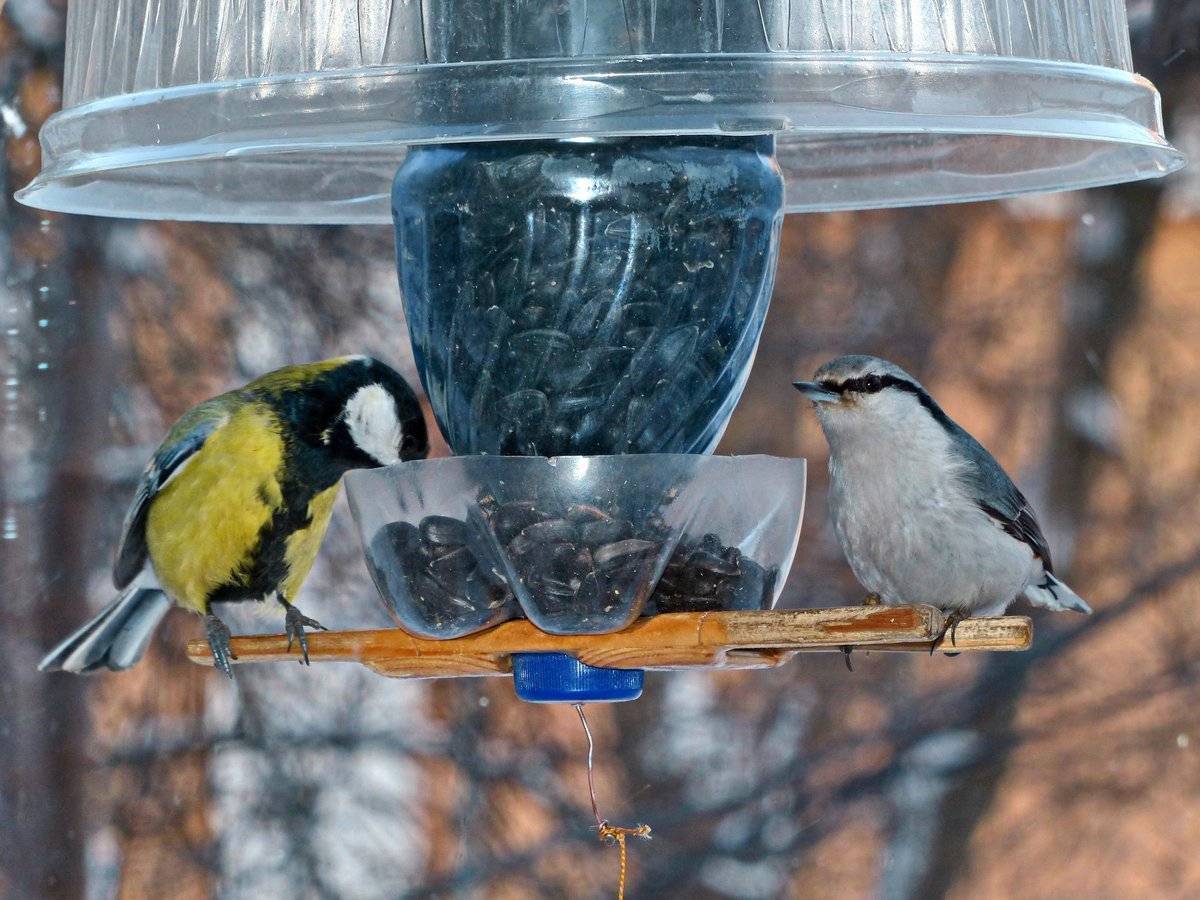 Чем кормить птиц зимой в кормушках, таблица продуктов