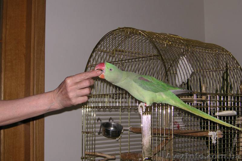 Ожереловый попугай – интеллектуальный питомец