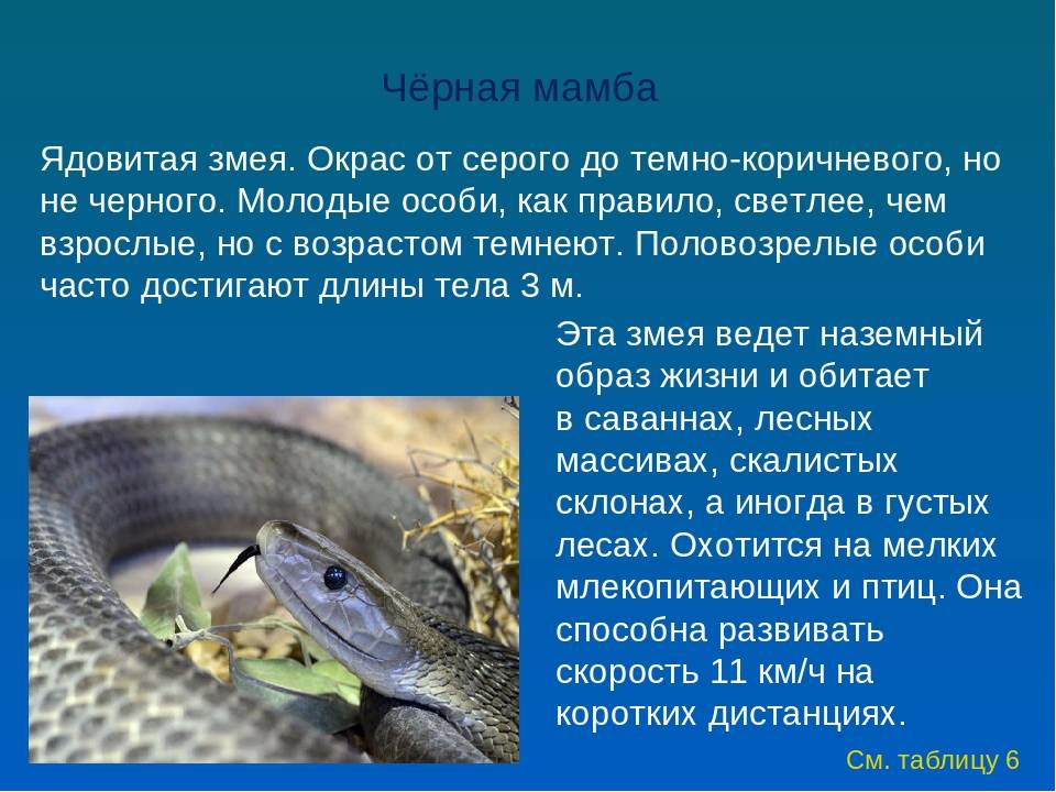 Статья описывает змею черную мамбу: особенности, среду обитания, питание и размножение