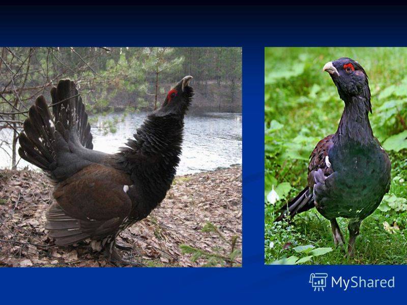 Птица глухарь: описание, среда обитания, рацион, образ жизни, враги и популяция
