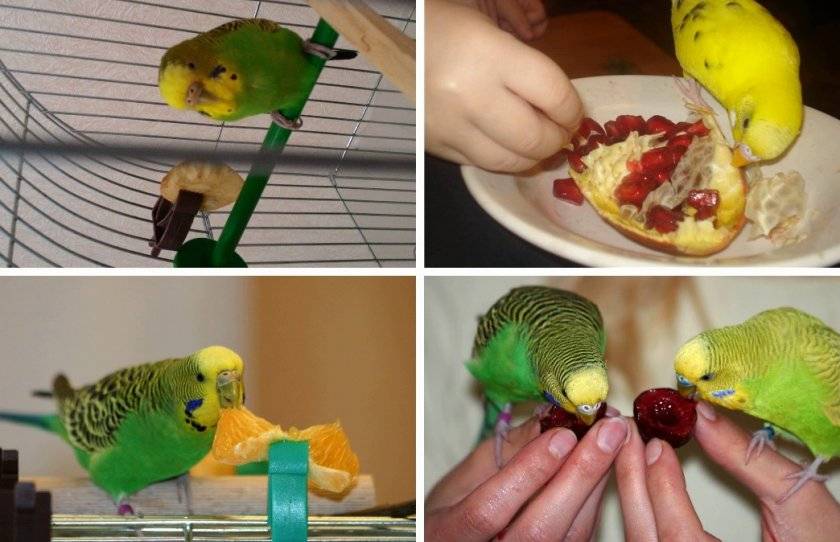 Что едят попугаи? какие корма, овощи и добавки давать попугаям