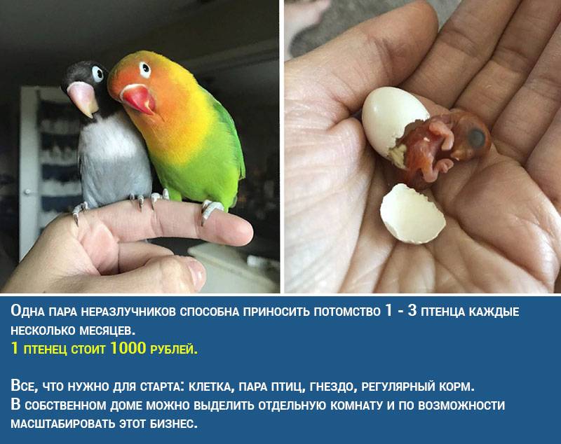 Содержание попугаев неразлучников в домашних условиях