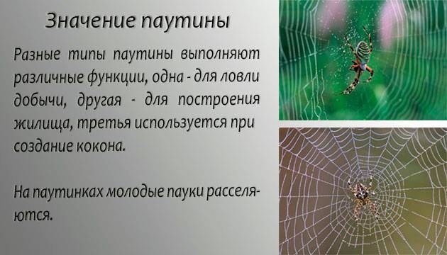 Как паук плетет паутину: состав паутины, функции