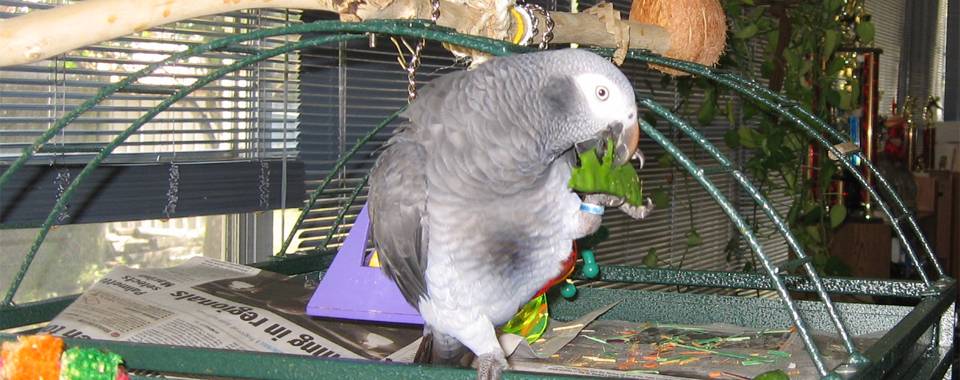 Попугай жако: уход и содержание в домашних условиях, породы серого африканского попугая