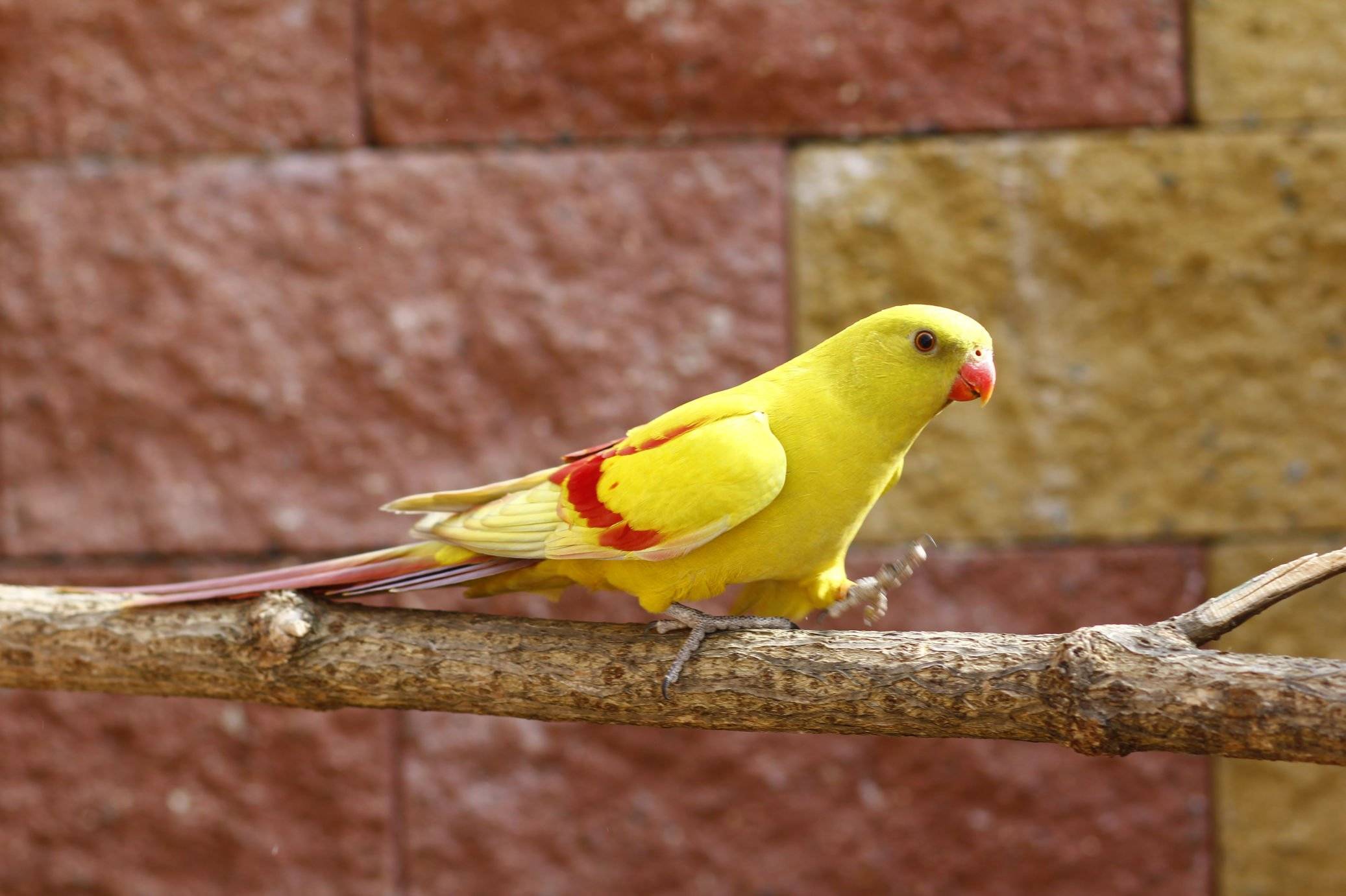 Попугай какарик или новозеландский прыгающий попугайчик