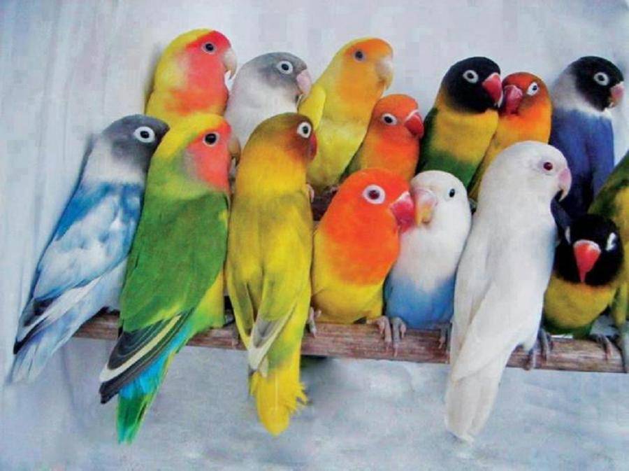 Виды попугаев неразлучников