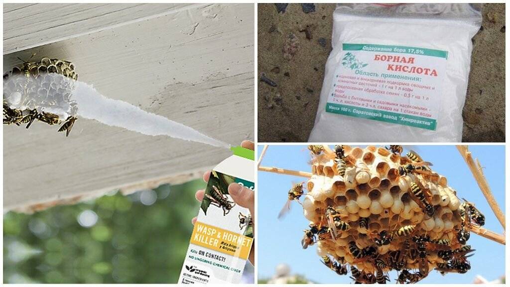 Как избавиться от пчел соседа на участке и даче