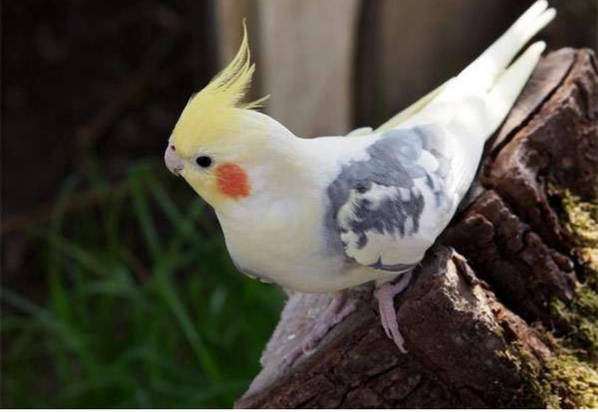 Попугай корелла — фото, описание, особенности ухода