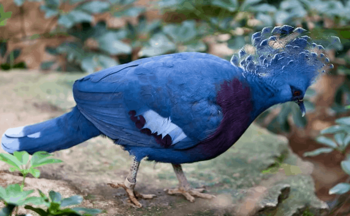Самые красивые голуби мира (30 редких фото)