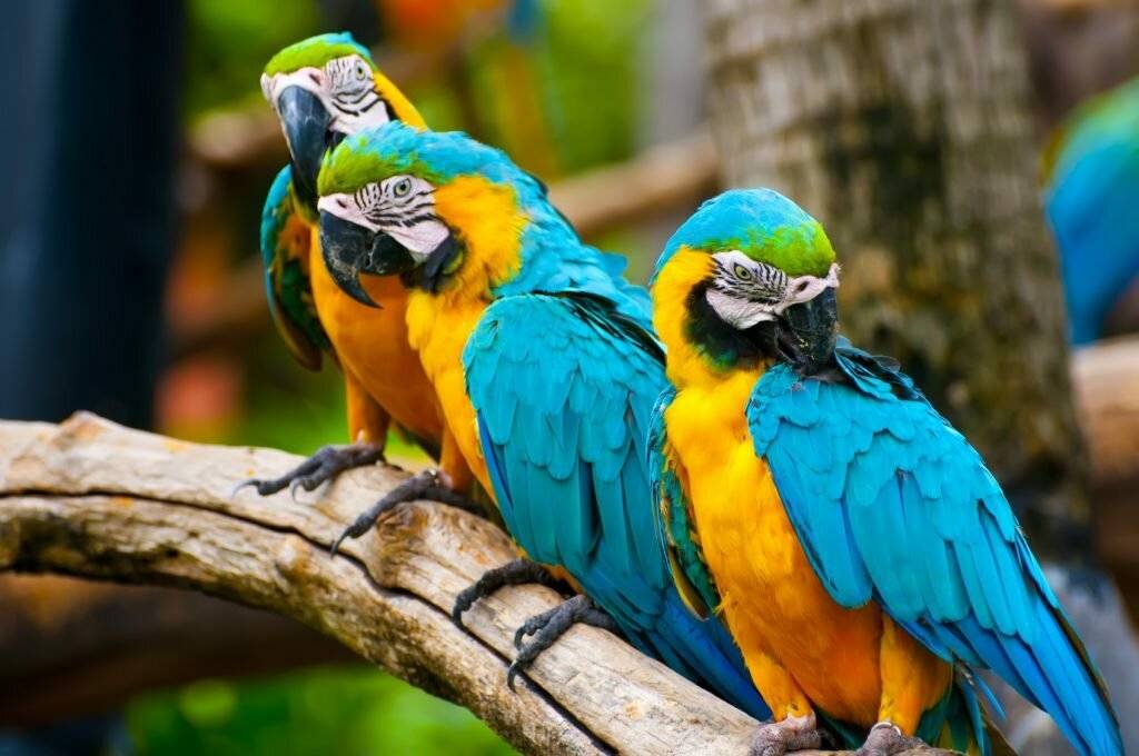 Продолжительность жизни попугая ара