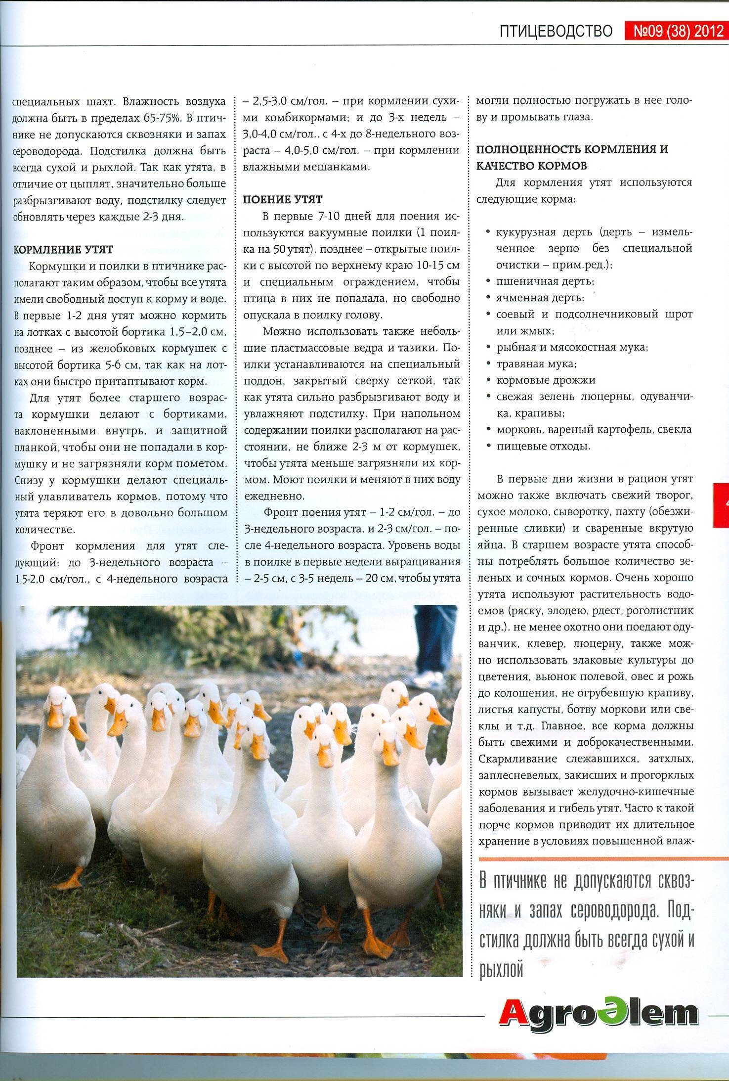 ᐉ утки муларды: содержание, разведение, выращивание породы - zooon.ru