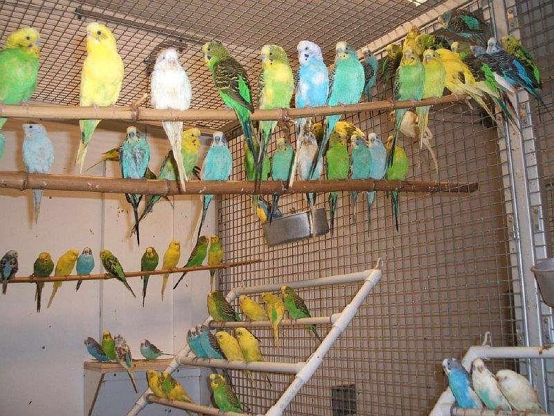 Разведение попугаев как бизнес в домашних условиях